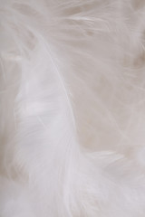 Feathers texture. Closeup of downy feathers