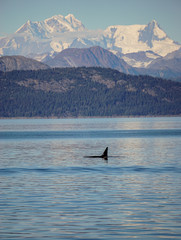 Obraz premium Killer whales in Glacier Bay, Alaska
