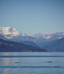 Killer whales in Glacier Bay, Alaska