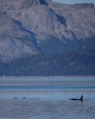 Killer whales in Glacier Bay, Alaska