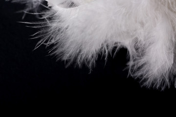 Downy Feathers Texture On Black Background