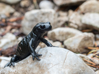 Schwarzer Alpensalamander auf einem Stein