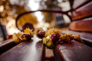Fresh chestnuts lie on a bench against the background of autumn leaves. Autumn landscape.