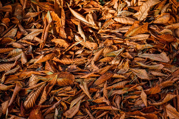 background of fallen dry leaves of a chestnut tree lit by the sun