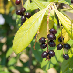 Prunus laurocerasus cherry laurel shrub, ripening fruits on branches