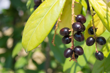 Prunus laurocerasus cherry laurel shrub, ripening fruits on branches