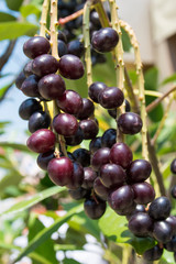 Prunus laurocerasus cherry laurel shrub, ripening fruits on branches