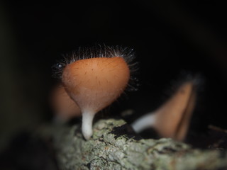 mushroom in forest