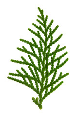 Closeup image of thuja evergreen tree branch isolated at white background.