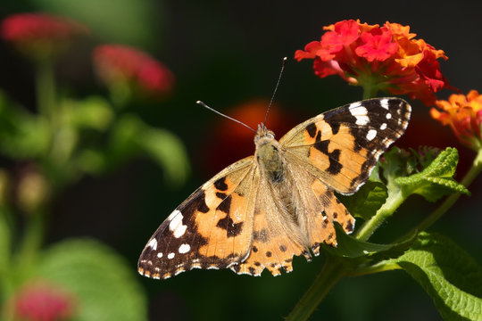 painted lady is large size butterfly