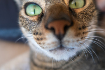 Cara de gato