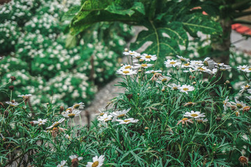 flowers in the garden