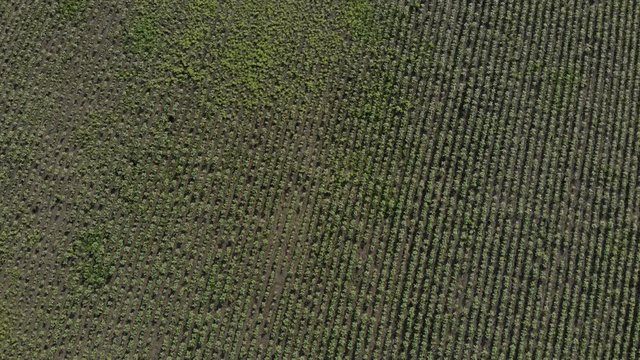 Large plantation of plants planted in even rows. Modern technologies in crop production.