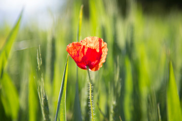 Poppy in the green summer field.