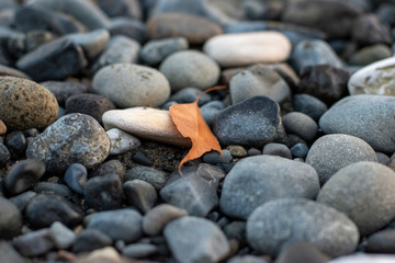 Small Yellow Leaf among the stones