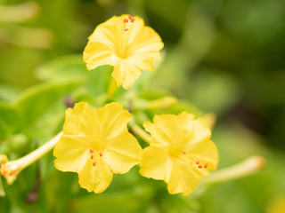 黄色い花　マクロ