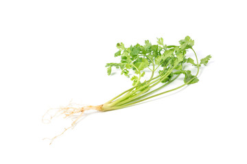 Coriander tree on isolated white background.