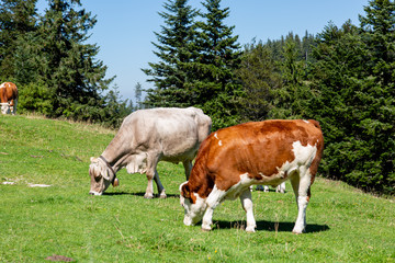 Fototapeta na wymiar Kühe auf der Weide