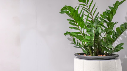 green plant in a pot on white wall background