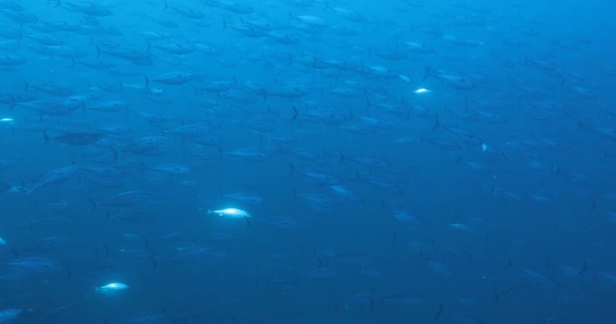 Massive school of skipjack Bonito. Mexico.