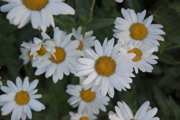 margerite, leucanthemnum, pflanze, blüte, frühling, sommer, weiß, gelb, korbblütler, garten, wiese, staude, blütenkopf, wildpflanze, wildblume, nahaufnahme, flower, plant, environment, leucanthemum vu