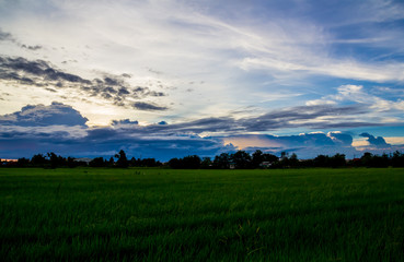Grassland with clouds near the dusk