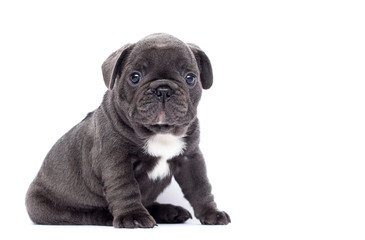 blue french bulldog puppy looks up on a white background