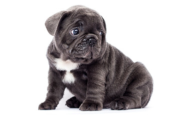 french bulldog puppy looks up on a white background