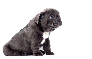 french bulldog puppy looks up on a white background