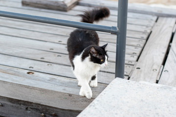 Black and white cat on the dock