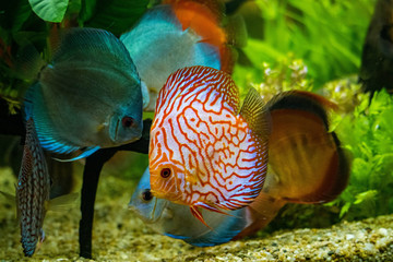 Fototapeta na wymiar Discus fish