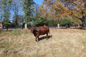 Autumn Cow