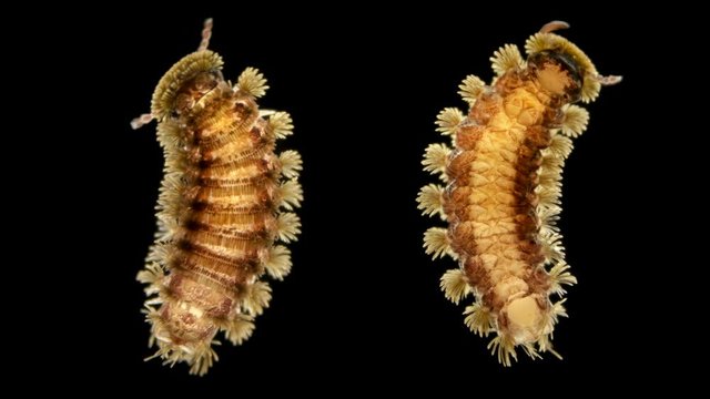 adult millipede Polyxenus lagurus under a microscope, belongs to the class Diplopoda, prefers a moderately moist and dry environment. Dwell in moss, under the trunks of old trees, on the ground in