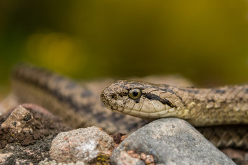 Andean snake
