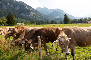 K&uuml;he auf der Weide
