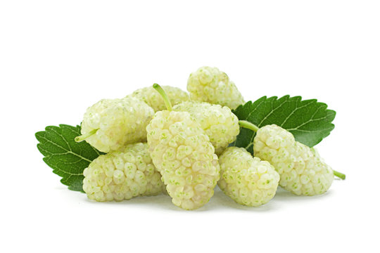 White mulberry with leaf