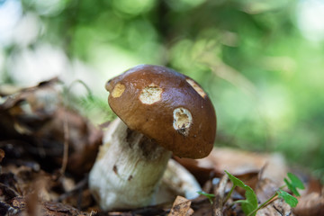 A wonderful walk along the ridge in the Ukrainian Carpathians amidst the scent of flowers, the dramatic cloudy sky before the rain with a thunderstorm.