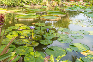 Nénuphar et reflets