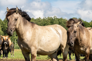 Obraz premium Two wild horses and cows in field in Pape national park in Latvia in summer
