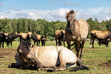 Fototapeta na wymiar wild horses and cows in field in national park in summer in Pape in Latvia