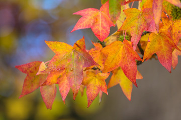 American sweetgum (Liquidambar styraciflua)