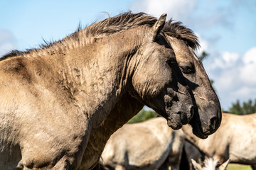 wild horses standing  close in field in national park in summer in Pape in Latvia
