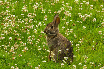 Eastern cottontail rabbit chewing on grass and clover in garden