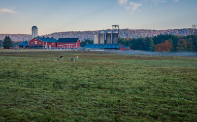 Dairy cows graze in dew covered grass near red barn as sun rises in late summer, Wantage, NJ