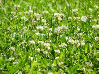 green grass with white flowers on a summer day