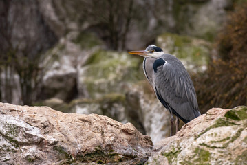 Grey Heron (Ardea cinerea) is standing on the rock
