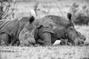 Two Rhinos lay down to rest in black and white artistic conversion