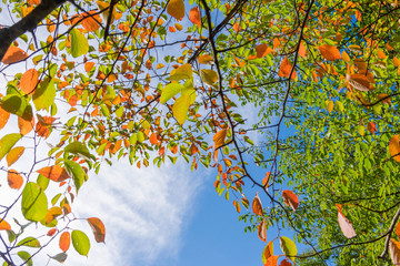 桜の葉の紅葉