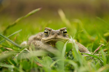 Rhinella spinulosa 1