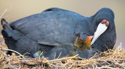 Red Knobbed Coot sitting on a nest with one chick protecting